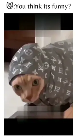 #CapCut enak banget yah ketawain lu human#randomvideo #memerandom #cat #cosplay #funnymeme #ngakak#justfunny #tiktokfunnyvideos #funnymoment #funnymomentclips #funnyclips #ohmygod #randommemes #lowqualitymemes #funnytime #memehehe #funnymomentsvideos #trendingmeme #nowlookatthis #funnymemes #funnyedit #memesontiktok 