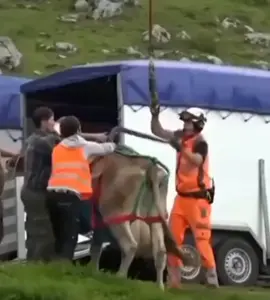 sapi sapi apa yang bisa terbang hayoohhhh#meme #fyp #viral #sapiterbang