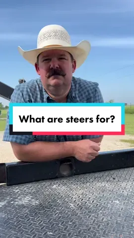 So what are steers for? #Steer #KeepRanchin #KingOfTikTok #RanchLife #Ranch #RanchTok #AgTok 