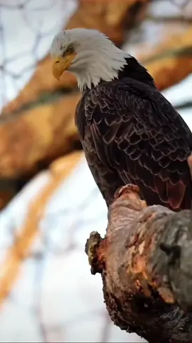 #egeal🦅 #motivation  #lifemotivation #goodspeech #emotional #tredingviraltamilvideo #believeinyourself #happylife #tamiltiktok #lifegoals #viral #viralvideo #trend 