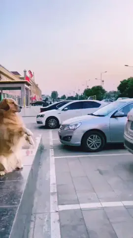 Smart boi helps owner park the car#dogsoftiktok #funnyvideos #dogfunnyvideo #doglov #funny 