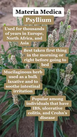 Materia Medica: Psyllium Benefits Disclaimer: This is not medical advice, this is purely educational. #herbalism #herbalist #herbs #naturalmedicine #constipation #psylliumhusk 