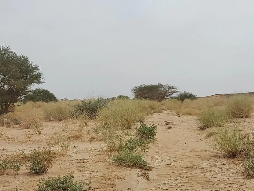 #اليمن_العبر_الصيعر  #شروره_نجران_الوديعة_الرياض #السعوديه_الكويت_البحرين_قطر_عمان_الامارات_اليمن  #لايك❤️❤️❤️ #اكسبلورexplore #الصيعر__كنده_شروره_الربع_الخالي #العبر_زمخ_منوخ_ثمود_رماه_شحن_المهره_الغيظه_مارب_الجوف_شبوه_حضرموت 