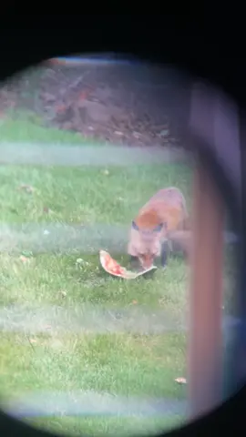 #fyp did uou know fox love watermelon? 