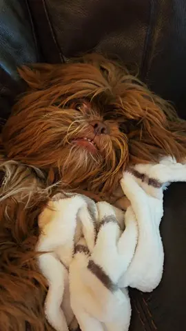 What a life 🥴#shihtzusoftiktok #shihtzus #puppy #dogsoftiktok #ewoks #cute 