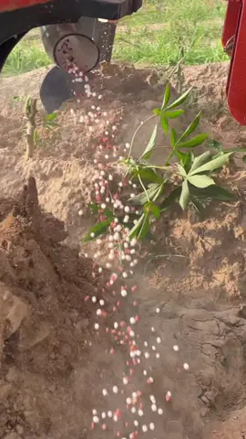 ครั้งแรกอุปสรรคเยอะมาก แต่ไม่ยอมแพ้แน่นอน #เกษตรกรมันสําปะหลัง #ปุ๋ยไร่มันสําปะหลัง 