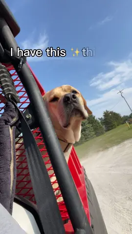 Velcro dog is always waiting for me 