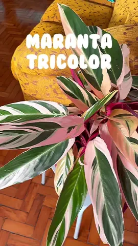 Como cuido da Maranta Tricolor, a queridinha do Instagram! Reuni algumas dicas nesse vídeo tutorial👌🥰 espero muito que gostem 💖 #maranta #plantapinterest #marantatricolor #cuidadosplantas #comocuidardamarantatricolor #farinhadeosso #adulboorgânico #adubo #plantas  #plantlover #turorial #plantasemcasa #folhassecas #plantasparaapartamento  #amoplantas #amoplantas #cuidadoscomplantas #houseplants #plantslover #plants #amominhasplantas #plantas #plantlove #decorecomplantas 