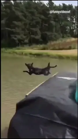 weeee 🤣🤣🤣 #humor #pets #animals #fy #cat #dog #viral #funnyanimals #funny #funnyvideos #wee #weememes 