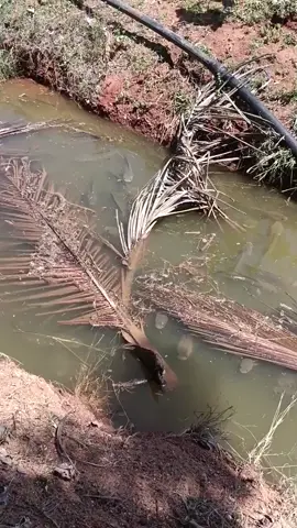 🌀spot tersembunyi ikan gabus, post dapat di lapak sebelah #fypシ゚viral #fypage #fyp #ikangabus #sarangikangabus #gabusbabon #spottersembunyi #kumpulanikan #mancingmaniamantap #pasermania #nembakikan #strike 