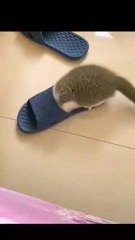 #cat #funnycatvideos #catoftiktok #lovercat #lovecat #videocats 