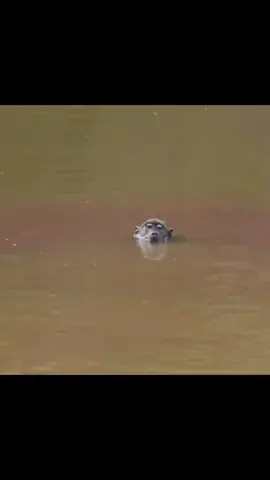 #monkey #fuga #salvacao #perigo #animais  #capcut 