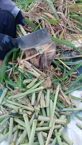 #เนเปียร์ท้ายเขื่อนซุปเปอร์ลิฟ #ขายพันธุ์หญ้า 