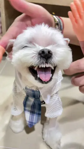 #flowerchallenge #flower #dogsoftiktok #puppy #maltese 