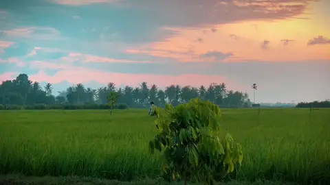 Candu #sunsetvibes #landscape #sawah #pemandanganalam #cinematic #cinematicsawah #sinematikaesthetic #view #videoestetik #videovibesestetik #aestheticvibes #naturecinematic #cinematicalam #mentahanvideosawah #storypemandangan #kampungstory #mentahanvideoalam #notyou #alanwalker