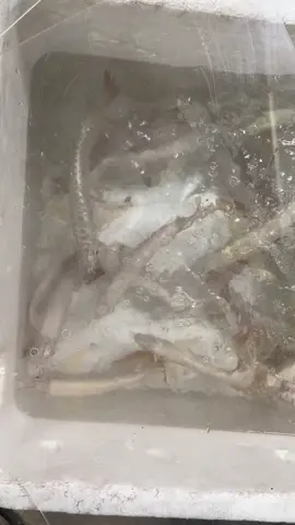Pick Up. Export 🌍High Quality Arowana🐲✈️