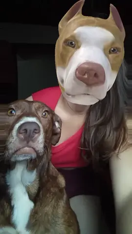 Ela amou❤️#pitbullchallenge 