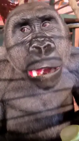 Gorilla Loving His Apple! #gorilla #funnyvideos #gorillasoftiktok