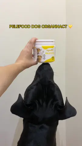 Respondendo a @Vanessa o segredo do meu pelo brilhante ✨ é PELEFOOD Dog Organnact 🥹💛 #pitbull #pitbul #pitbullsoftiktok #pitbulllove #pitbulls #pitbulldogs #cachorrinho #cachorro #cachorrosdotiktok #PetsOfTikTok #pet #doguinho #organnact 
