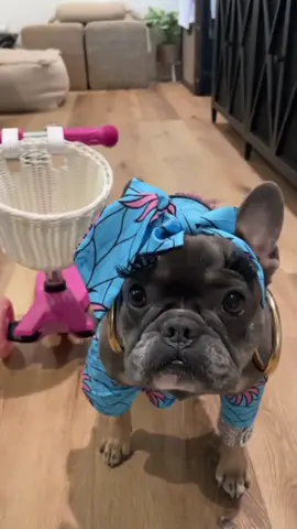 Whenever someone asks her how she looks so cute all the time  #dogswillbedogs #cutegirlsonly #dogsofinstagram #scootergirl 