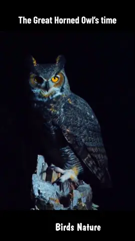 The American Great Horned Owl hunts #birdsoftiktok #birdlife #birdclip #birdnature #birdtok #owl #owlhunt #hunt 