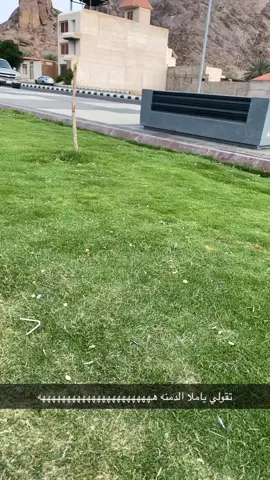 هالنحله ابلشتن اعوذ بالله 🌝😂😂  #حايلنا #حايل_الان #حايلندا #fyp #foryou #اكسبلور #حايل #explore #صبابه_حايل 