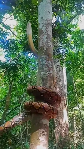 Giant Snake Spotted 😲😲 #snake #nature #big #gient #very #fpy #foryou #foryoupage #viral #viralvideo 
