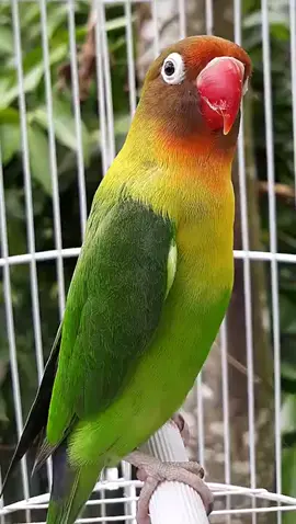 Suara burung lovebird memanggil teman ｜ Pancingan