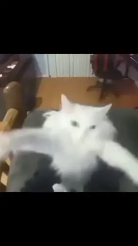 The silly 😍😍😍😍😍😍😍😍😍😍😍😍😍😍😍 #sillycar #sillycat #silly #cat #kitty #catedit #tictac #fyp #cute #foryou #viral 