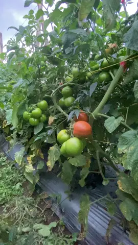 Batavi 77 #tbaseeds #petani #petanimuda #petaniindonesia🇮🇩🇮🇩🇮🇩🌿🌿 #petanimilenial #petanimodern #petanitomat🍅 #petanitomat🍅🤗 #petanitomatindonesia #petanitomatbatavi77 #petanitomatkeren @Armant Thabu #petanihappy #vlogberkebun #cinematicpertanian #anakpetani #fy #fyp #fypシ #fypage 