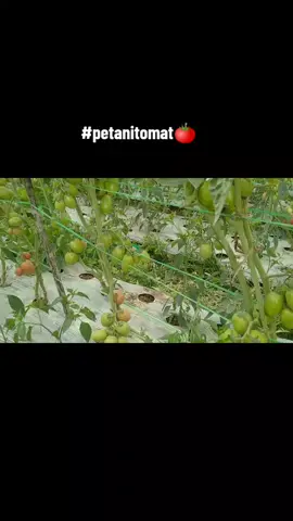 proses tak akan pernah menghianati jd jgn pernah patah semangat. semangat para petani🥰 #petaniindonesia🇮🇩🇮🇩🇮🇩🌿🌿 #petanimuda #fypシ #petanitomat #petanimilenial 