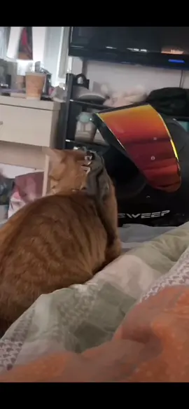 #CapCut #CatFunny #CuteCatsMoments #Babycatcute #FunnyCatsOnTiktok #CuteCatVideos #MèoDễThương 