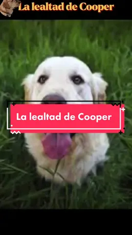 La lealtad de Cooper #historiasdeanimales #perro #historiasdeperros #historiasperrunas 