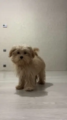 Tippy Tappies 😂 instagram:buckyhappy1 #buckyhappy#tippytappies#acmp#dogtiktok#dogukraine#acmpdog#tippytaps#maltipoo#dogfunnyvideoshorts#cutedog 