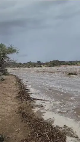 سيل الشقيق اخذ الناقه #السيل #ناقه #زول #سوداني #وادي