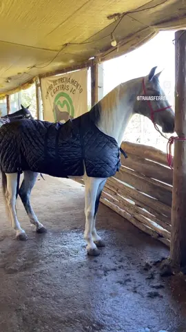 Capa de frio para equinos 🥶🥶🧥 •Com e sem pescoceira  •Tamanhos P, M e G Valor:  a vista / cartão  Com pescoceira- 240,00 / 264,00 Sem pescoceira- 210,00 / 230,00 Faça seu pedido pelo WhatsApp de vendas 032 991267829 #capadefrioparacavalo #capadefriocavalo #capadefriobootshorse