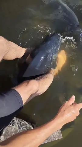 #valdemir  encantador de peixes 