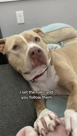 We know who is in charge. #dogs #dogsoftikotok 