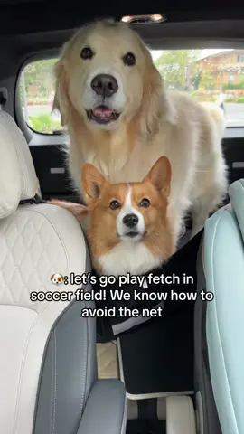 Poor things never learn their lesson 😅#corgi #goldenretriever #sillydog #dogsoftiktok #dumbdumb 