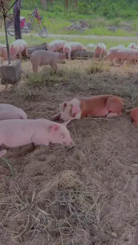 នេះជាកូនជ្រូកដែល យើងកំពុងបង្រៀនអោយស្គាល់ខ្សែឆក់ ថា អោយតែប៉ះត្រូវ ដឹងតែអួយៗ ហើយ 😅🤭🤭🤭 #pig  #ការចិញ្ចឹមជ្រូកលើវាលស្មៅ 