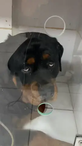 PEGUEI UM ROTTWEILER😳  @BsBichos @estercarv4lh0 #rottweiler #rottweilersoftiktok #pets #esteticista #hydrapet #petshop #groomer #tosador #banhoetosa #fy #fypシ 