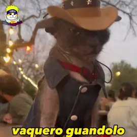 #gatos #fyp #memes #foryou #animales #mascotas #random #humor 