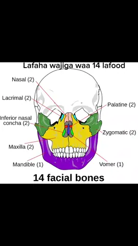 #  The bones of the face # # Lafaha wajiga #