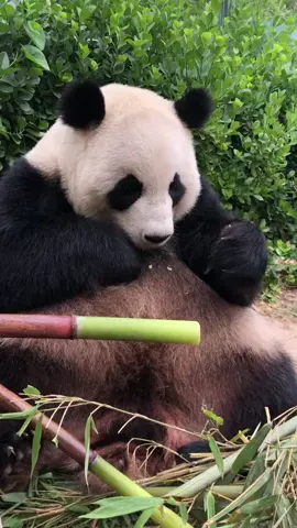 Listen, the sound of pandas eating bamboo is very healing.#panda #pandas #pandababy #熊猫宝宝 #大熊猫搞笑日常 #pandasakha 