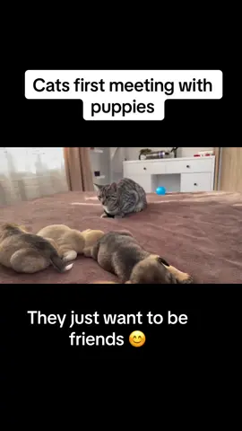 #TikTokCats #cute #foryoupage #puppiesoftiktok 