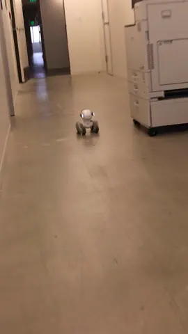 Hide and go seek time  #loona #petrobot #keyitech #cooltech 