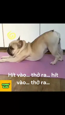 Vừa tập Yoga vừa chảnh chó #chó #Yoga #Fun #hài hước