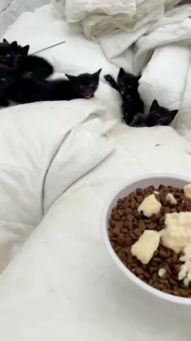 so so so cute kittens#kitten#fyp#kittenlover#foryoupage#Tiktok#