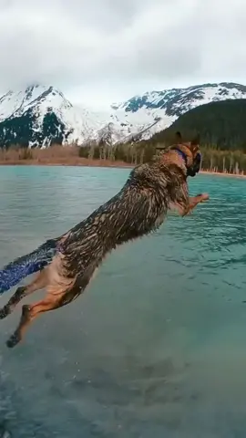 #foryou #4u #animalshavefeelingstoo #animals #viraltiktok #animalsfunny #viralvideos #viralvideo #dog #tiktoker #instagram #news 
