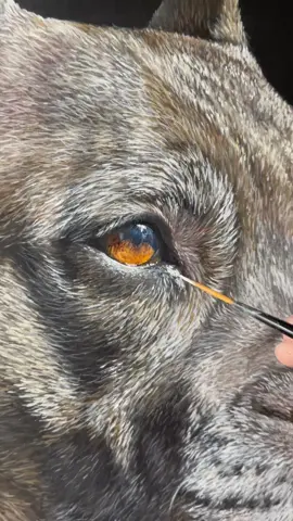 I think this is one of my most detailed pet portraits to date! Absolutely loved painting this gorgeous girl ❤️  #petportrait #petpainting #art #dogsoftiktok #bulldog #bullybreed 